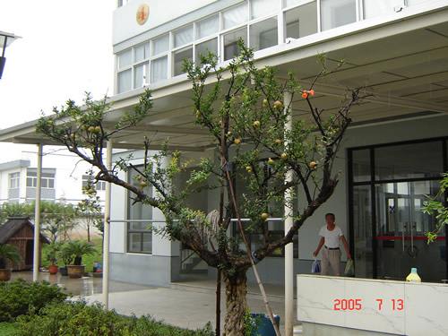 南汇工业区8000平米花园式全装修单层厂房出租/可分割/另有场地出租  